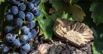 MALBEC DAY 2021 - online degustace s argentinským vinařstvím FINCA EL ORIGEN
