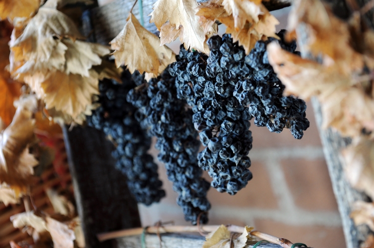 Vysušené hrozny pro výrobu italského vína Amarone