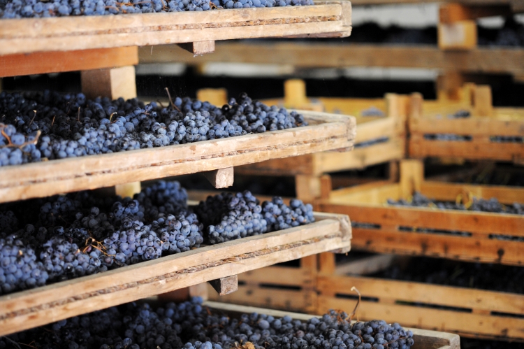 Sušení hroznů pro výrobu italského vína Amarone