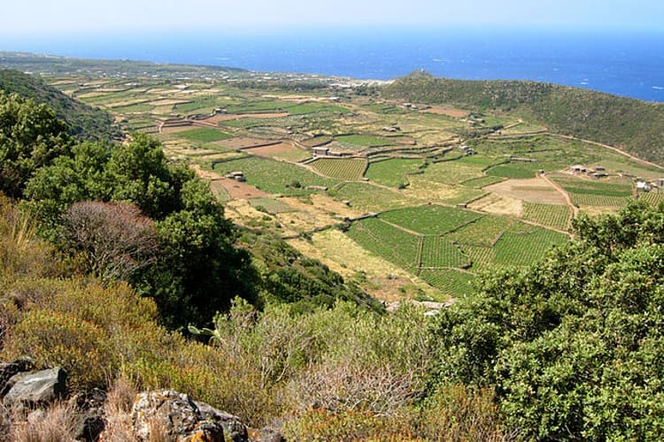 ghirlanda-na-pantellerii.jpg