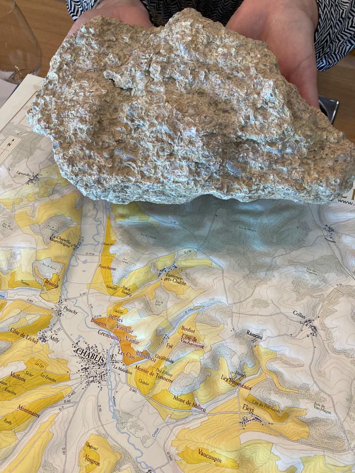 vápencová mineralita fosilních schránek korýšů v Chablis - Domaine Fevre