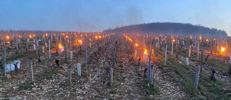 ohně na ochranu révy před mrazem na vinici Domaine Fevre v Chablis