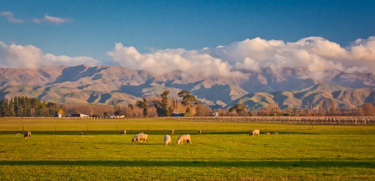 Pohled na vinici a pastvinu v Marlborough