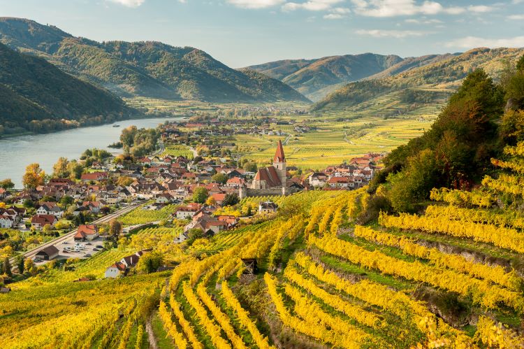podzimem vybarvená vinice v rakouském Wachau