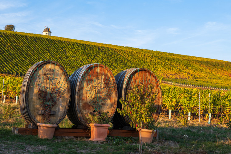 Vinné sudy na vinici v Rheingau