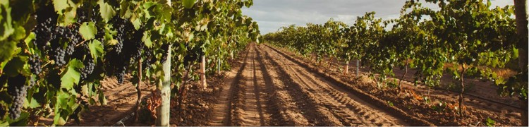 Na vinicích v Barossa Valley zraje Syrah té nejlepší světové kvality.