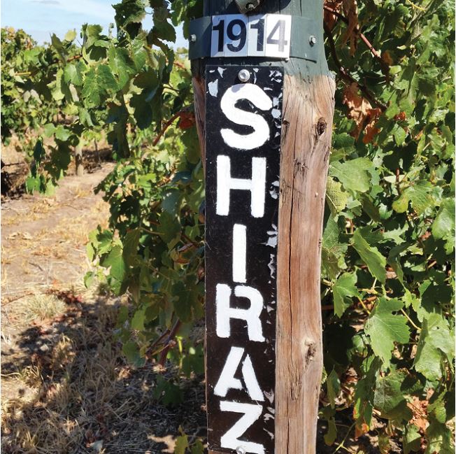 Keře odrůdy Shiraz na vinici Calabria Family Wines v Barossa Valley