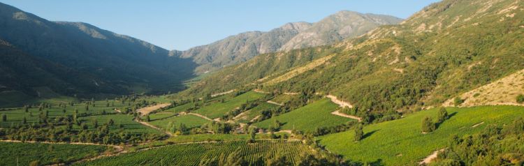 Chilská vinařská oblast Valle del Maipo.