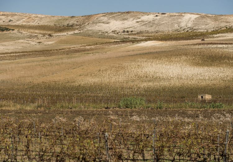 pohled na vinici Rinazzo na Sicílii