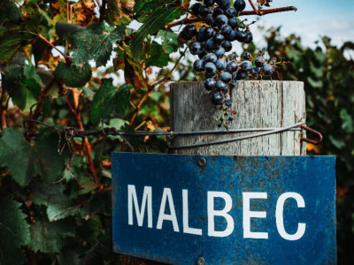 5 důvodů, proč pít Malbec. A jaká jídla párovat k Malbecu?